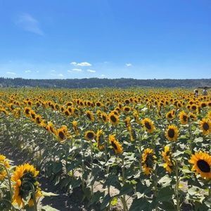 Meet your Posher, Janna